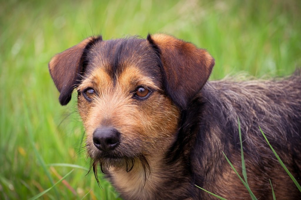 Overcoming Canine Social Anxiety - A Step-by-Step Guide