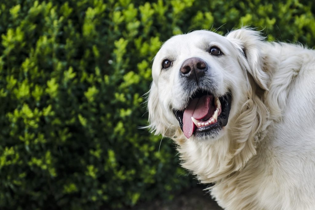 Pet Dental Care: Tips for Healthy Teeth and Gums