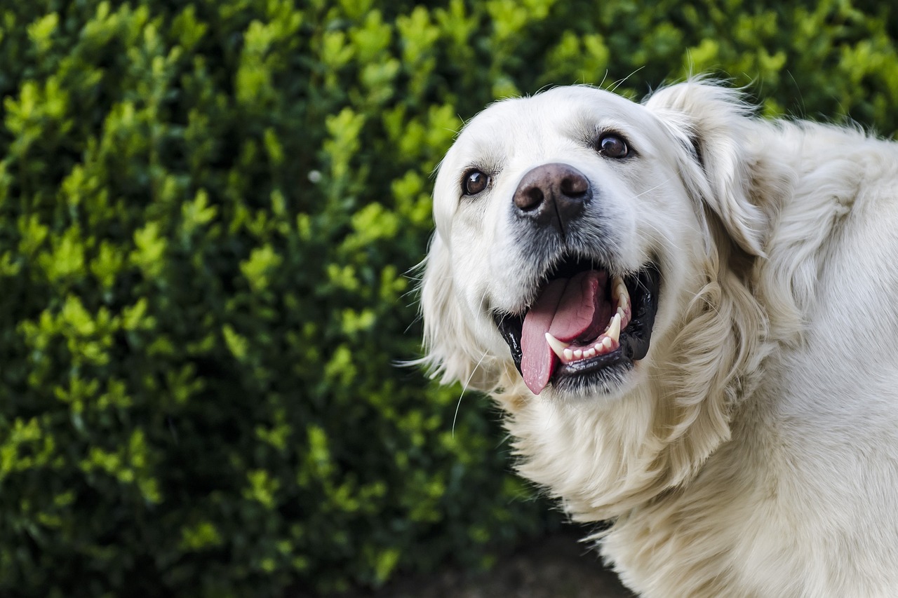 Pet Dental Care: Tips for Healthy Teeth and Gums