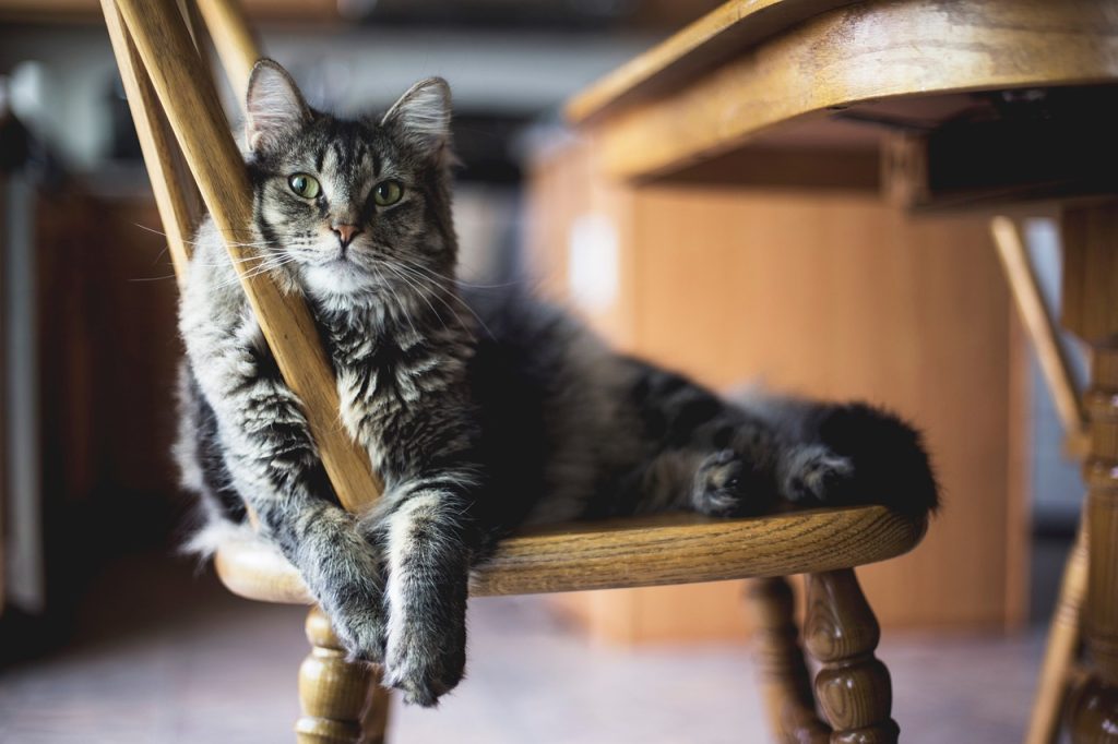 Pet-Friendly Furniture and Storage Solutions