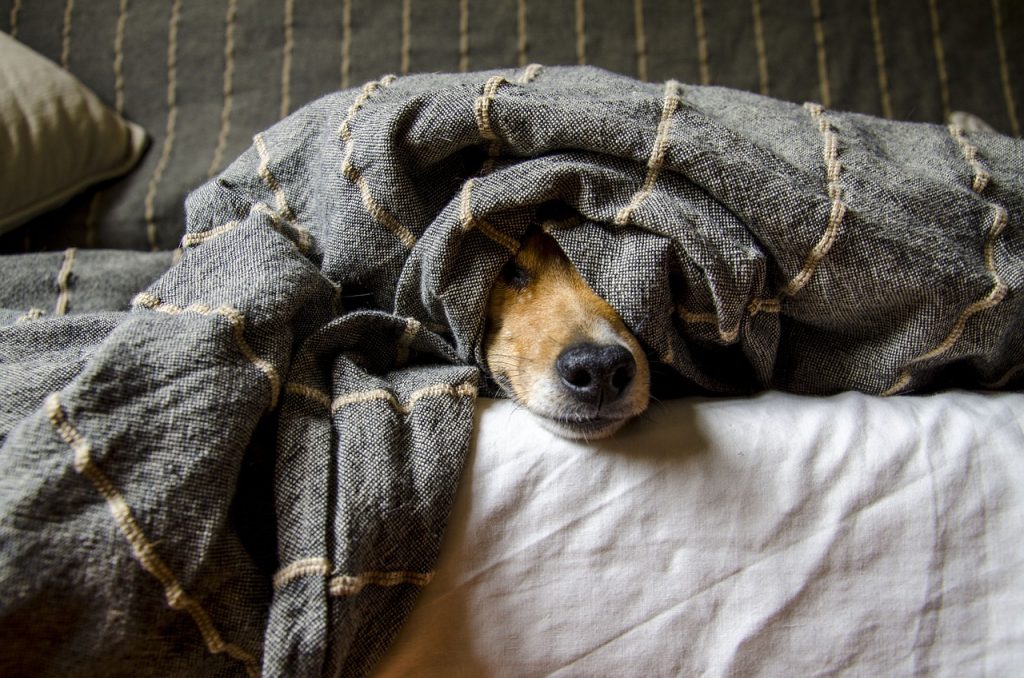 Pets in Apartments Tailoring Spaces for Happy Coexistence