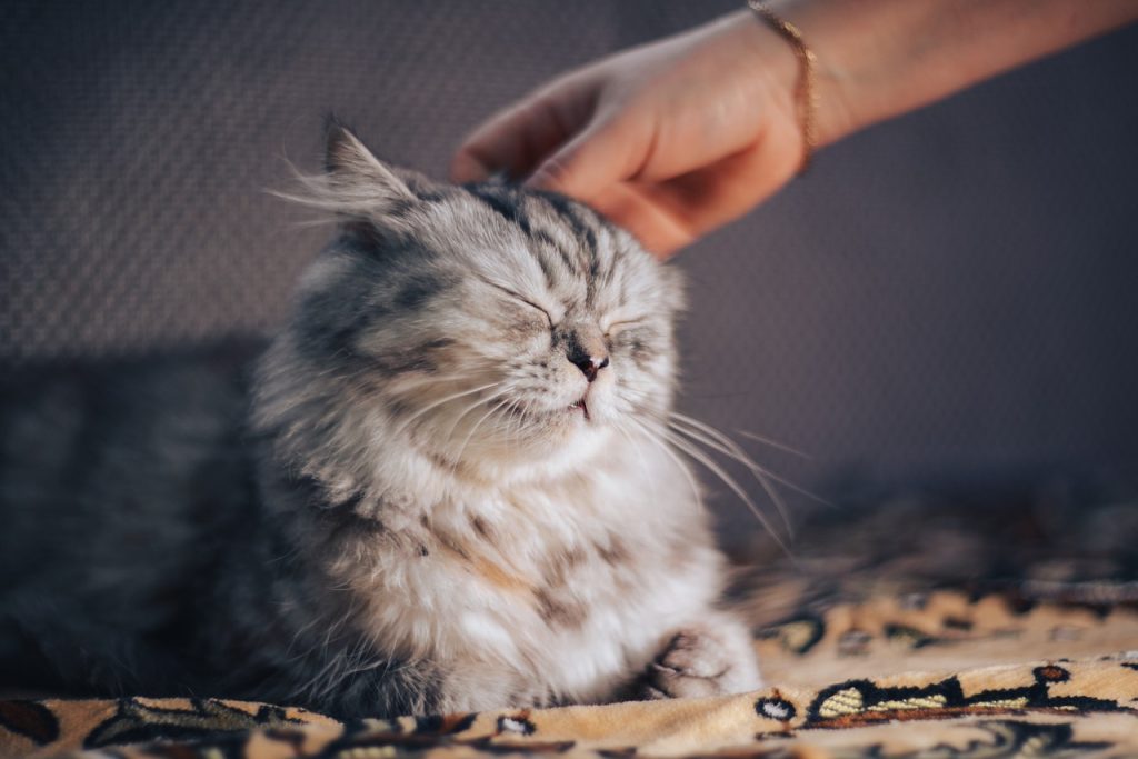 Rescuing Allergy-Friendly Pets