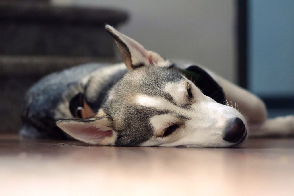 Signs of Social Anxiety in Dogs
