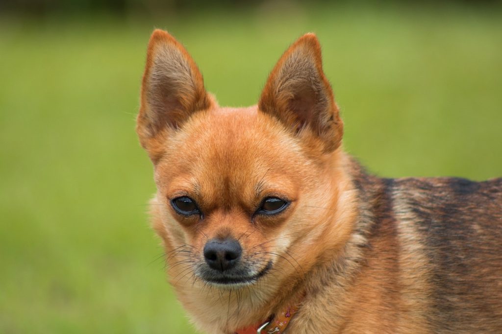 Social Anxiety in Dogs