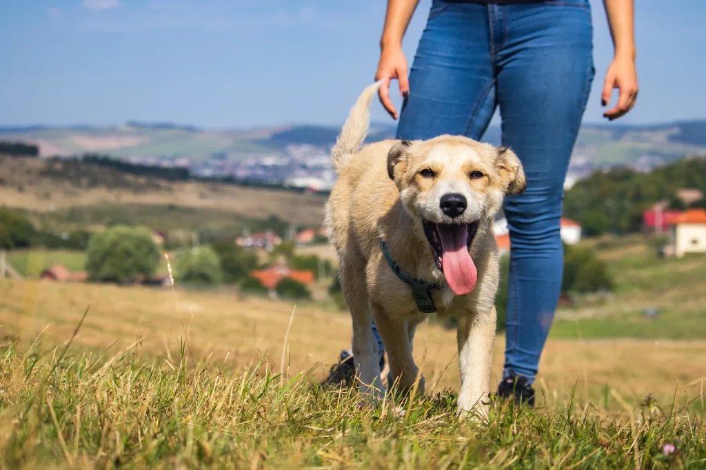 Stages and Signs of Rabies in Pets