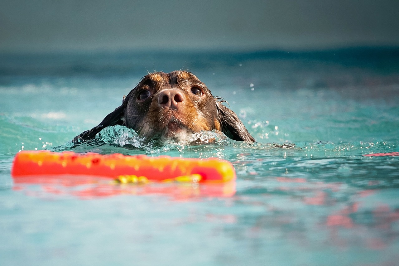 The Benefits of Regular Exercise for Your Pets