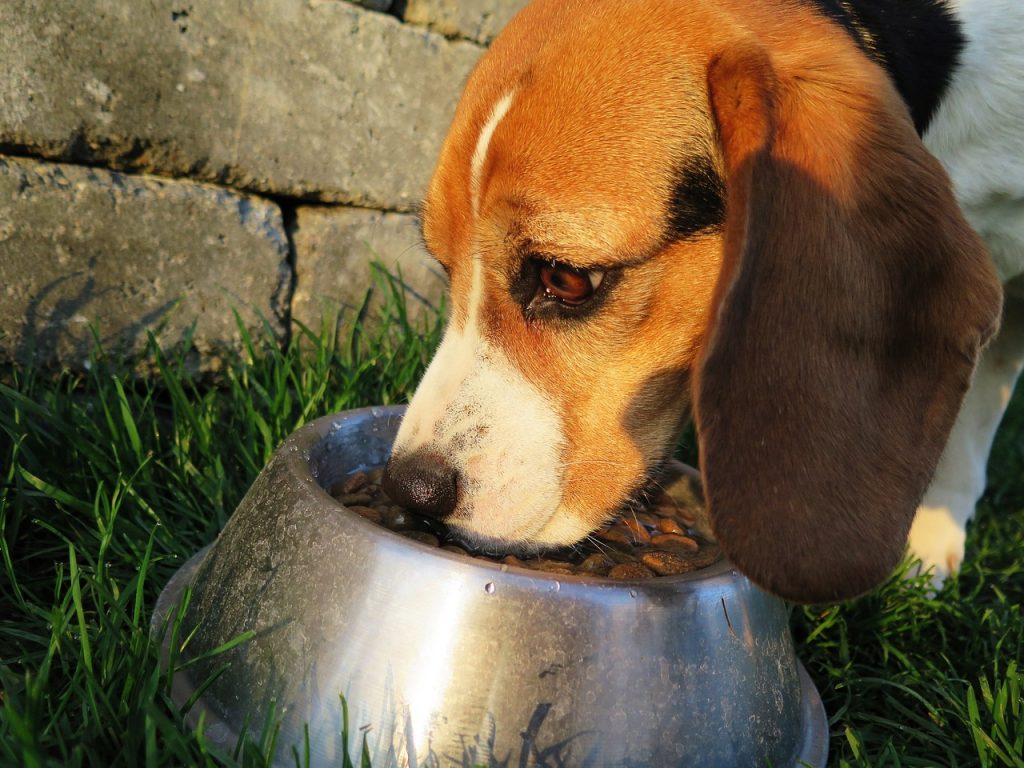 The Building Blocks of a Raw Diet: Crafting Canine Cuisine