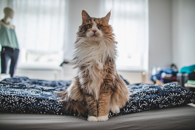 The Importance of Mental Stimulation for Indoor Cats