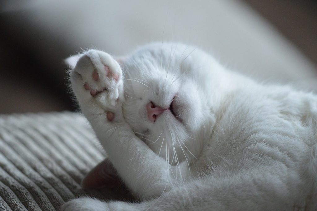 The Ultimate Guide to Natural Flea Control in Pets