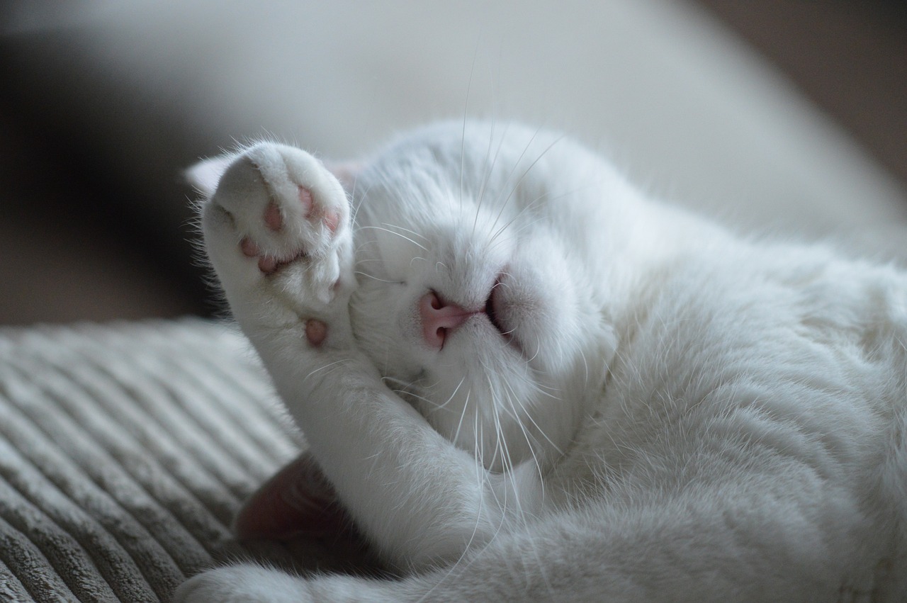 The Ultimate Guide to Natural Flea Control in Pets