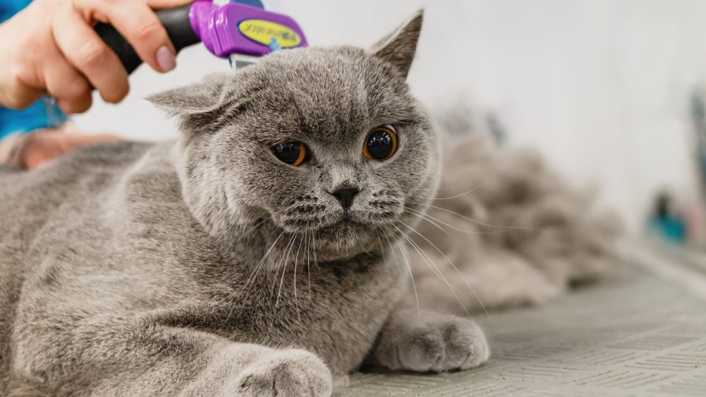 Top 10 Reasons Why Cats Groom Themselves