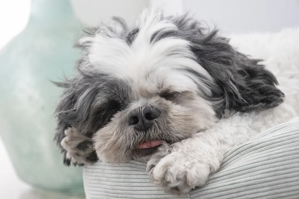 Understanding Allergies to Pets