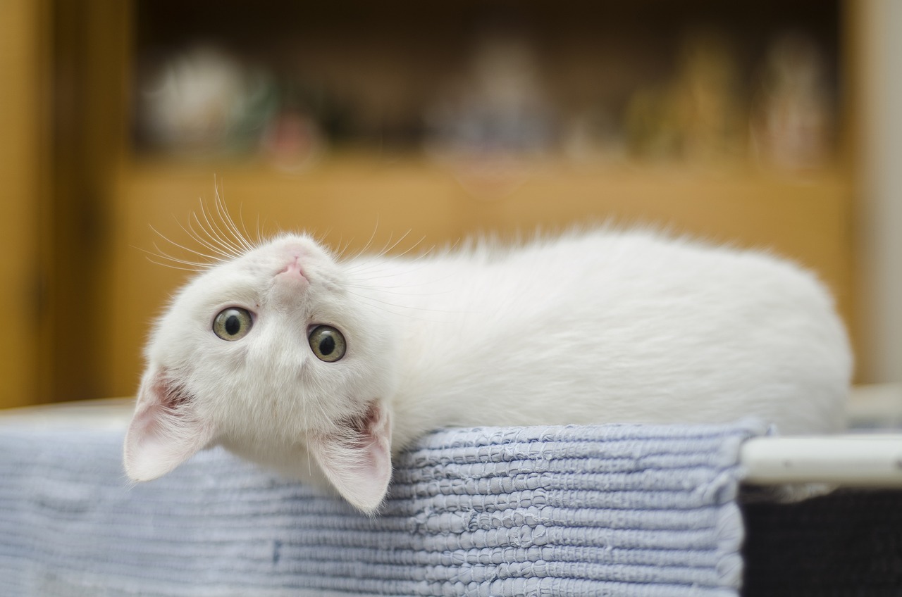 Understanding Cat Allergies: Causes and Remedies