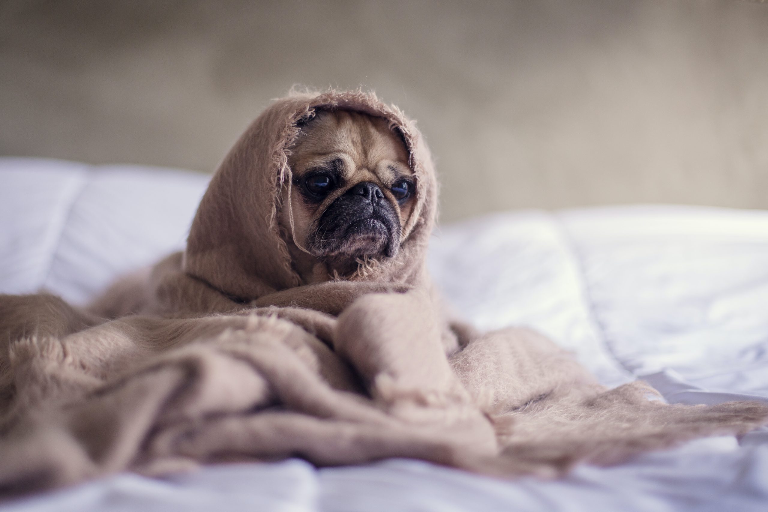Understanding and Managing Pet Anxiety