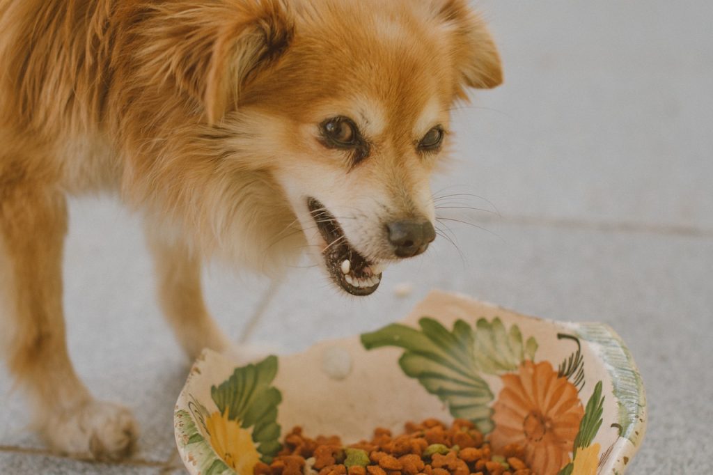 Understanding the Raw Diet Revolution: The Best Large Breed Dog Food