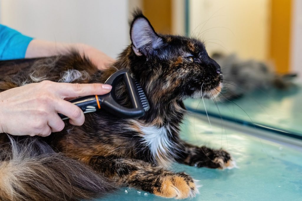 When selecting grooming products for your cat, opt for those designed specifically for feline use.