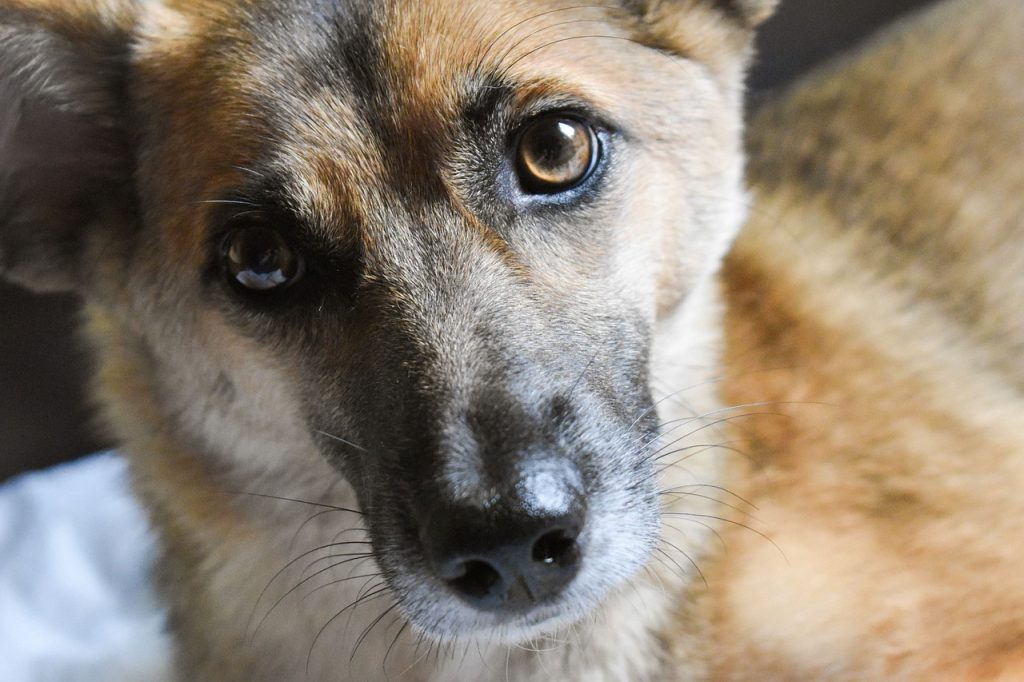 While social anxiety is a crucial aspect of canine mental health, addressing the holistic well-being of our dogs is equally essential