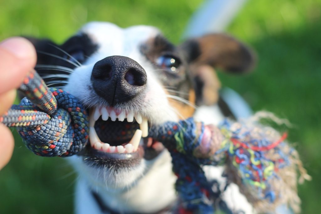 Why Pet Dental Health is Essential