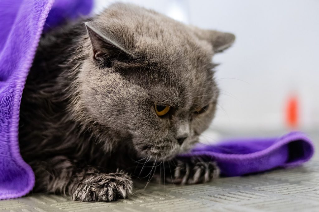 Wild ancestors of domestic cats engaged in grooming not just for hygiene but as a survival strategy