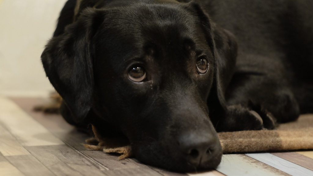 essential to recognize that our canine companions experience a range of emotions comparable to our own