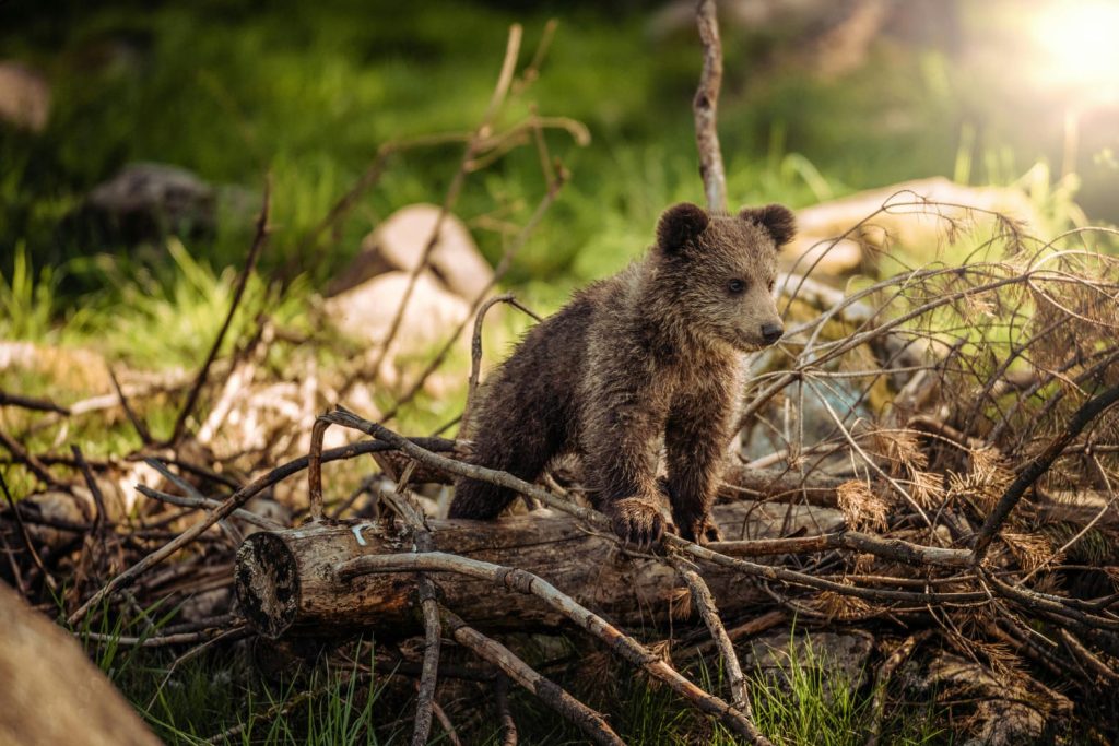forest, small bear on log, sun shining // Healthier Me Today