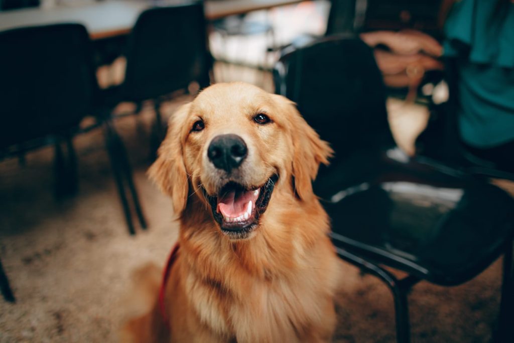 happy Labrador, black chairs and wooden table in the background, blurred background // Healthier Me Today
