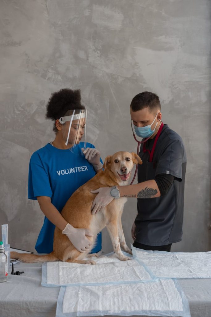 emergency pet care, 2 vets examining dog, on white table, grey marble wall // Healthier Pets Today