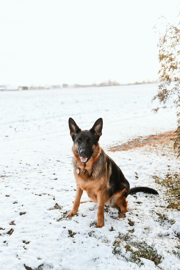 German Shepherd in Snow // Healthier Pets Today