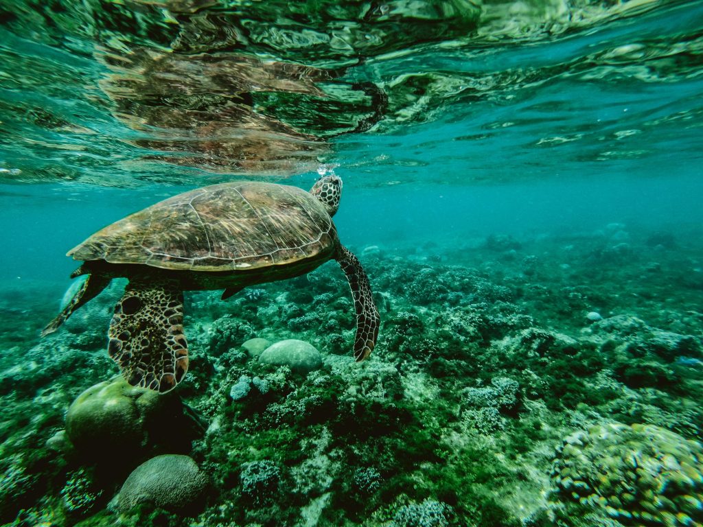 Photo of a Turtle Swimming Underwater // Healthier Pets Today
