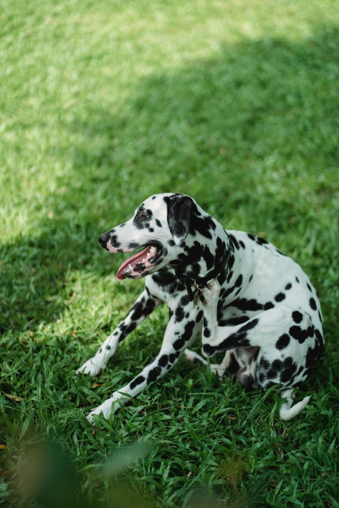 A Dalmatian Dog on the Grass // Healthier Pets Today