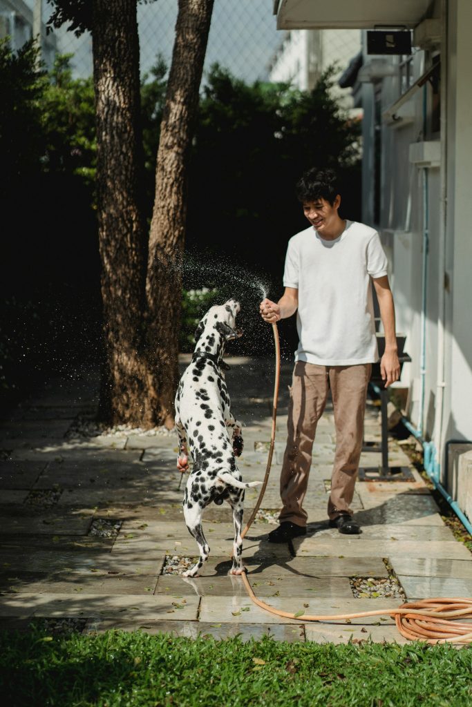 A Dalmatian Dog Enjoying the Water from the Hose // Healthier Pets Today