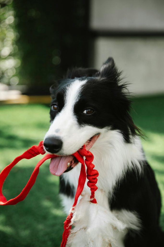 Adorable Border Collie with leash // Healthier Pets Today