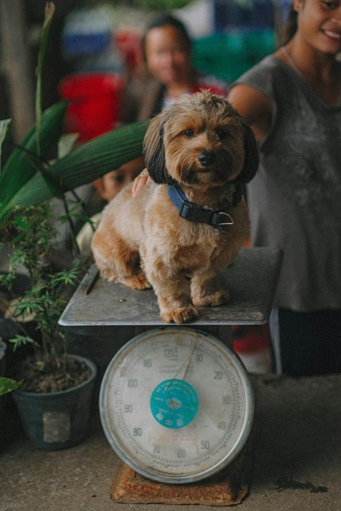 A Puppy Sitting on a Weighing Scale // Healthier Pets Today