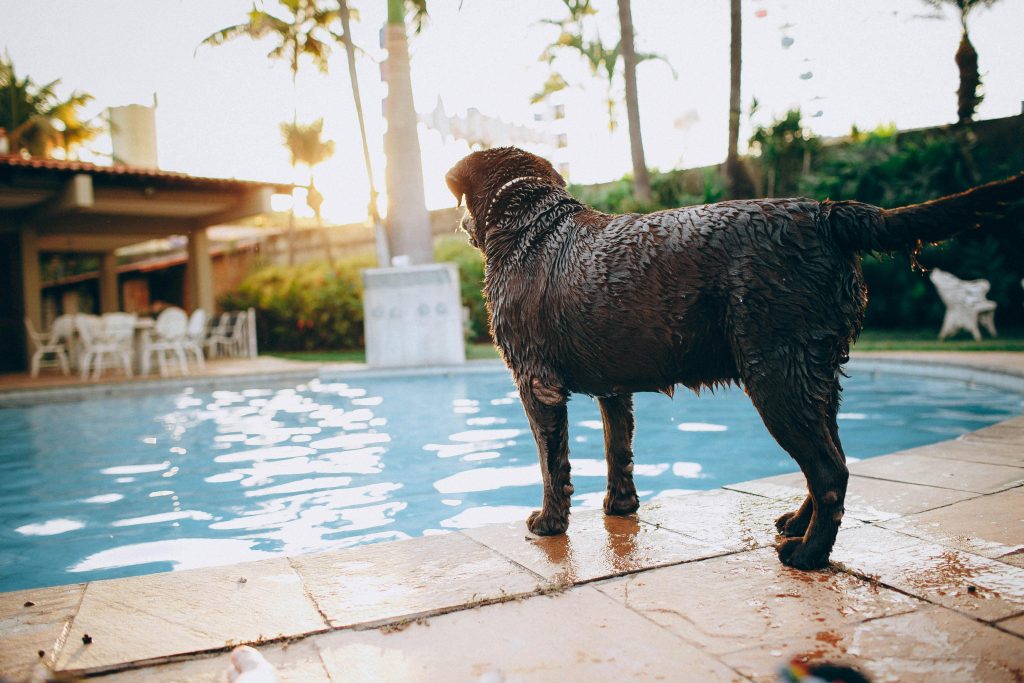 Wet chocolate purebred dog standing at poolside in tropical resort // Healthier Me Today