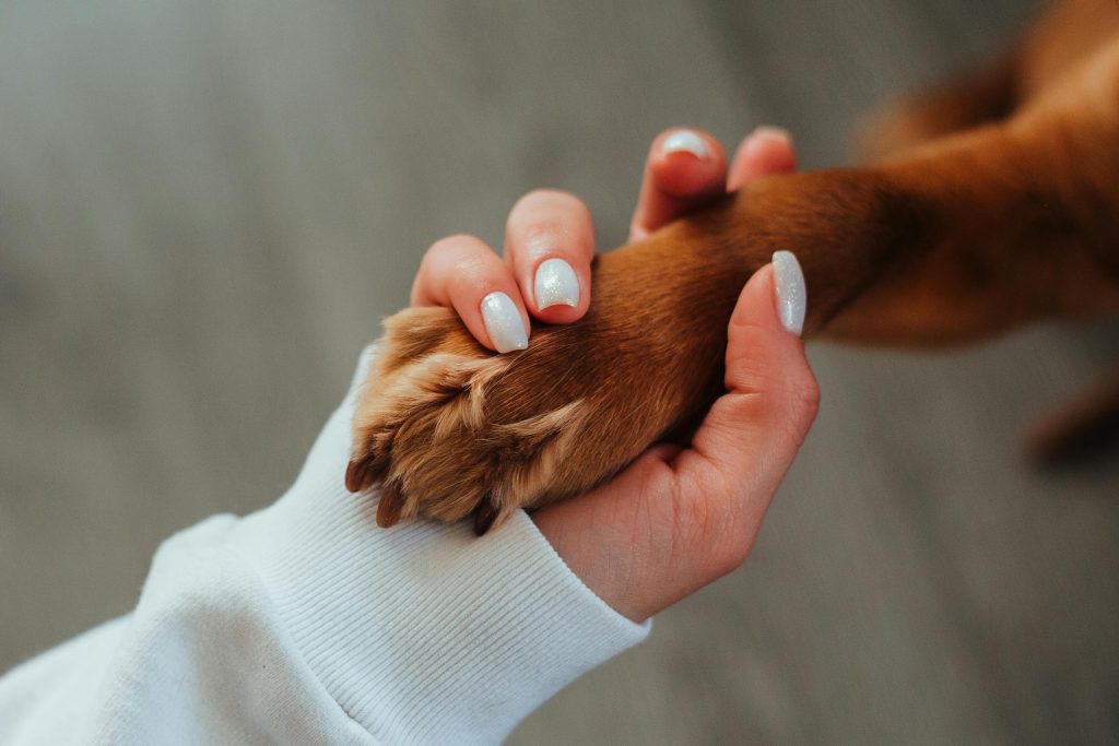 Unrecognizable woman holding paw of dog // Healthier Pets Today