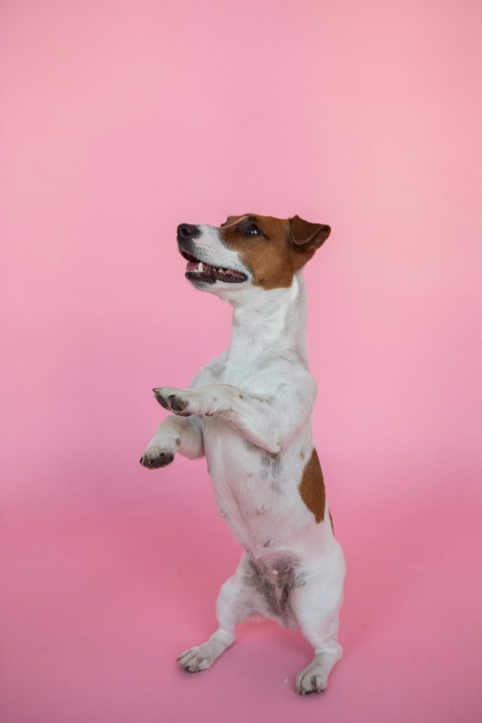 jack russel puppy, jumpy, pink solid wall // Healthier Pets Today