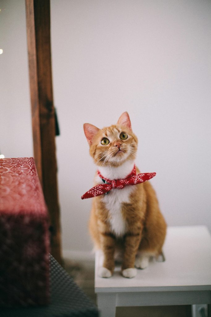 Photo of Orange Tabby Cat With Red Handkerchief // Healthier Me Today