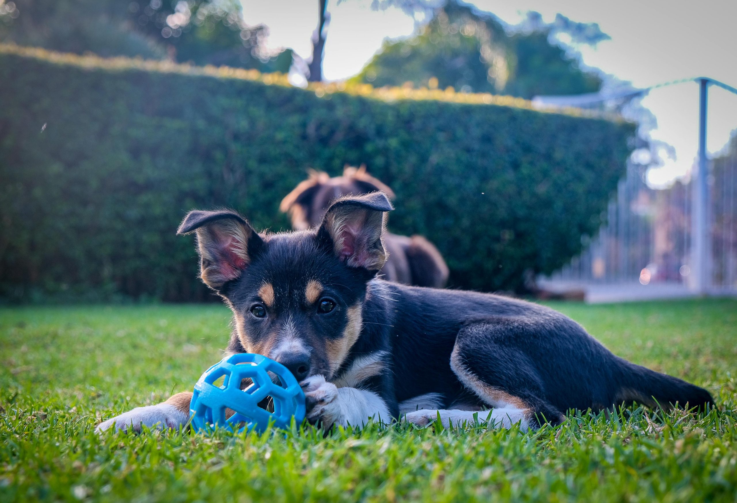 Puppy Playing with a Blue Ball in Pet-Friendly Backyard // Healthier Pets Today