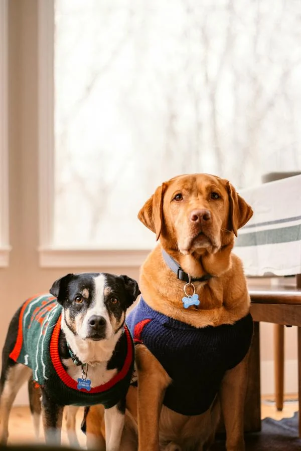 Cute Dogs with Clothes // Healthier Pets Today