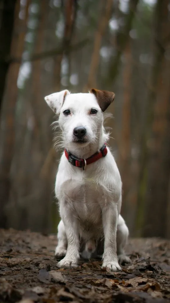 Close-up of a White Dog // Healthier Pets Today