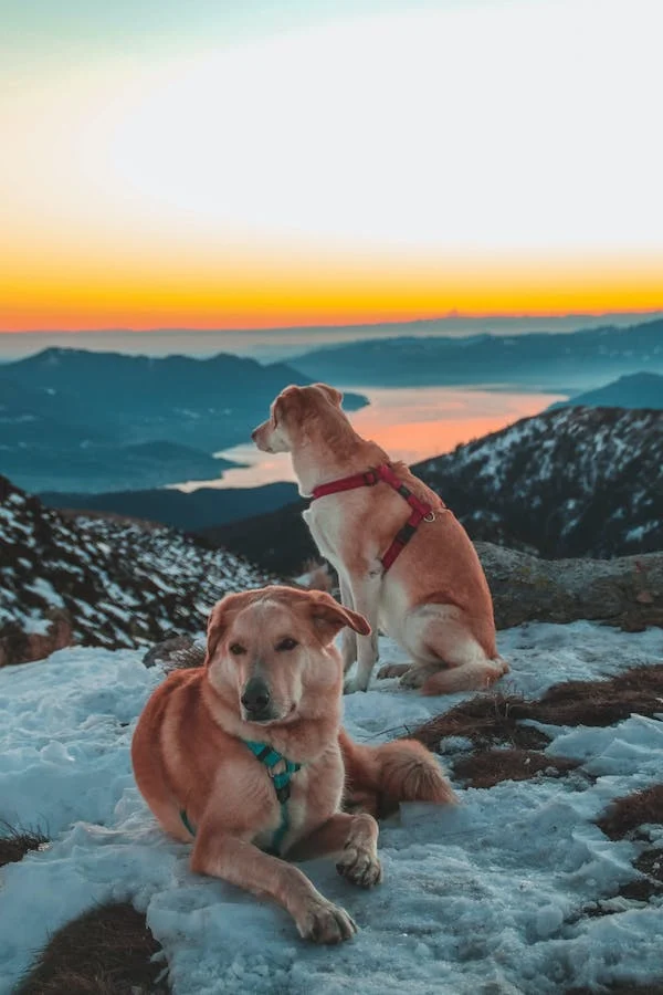 Pet travel tips, Dogs at Sunset // Healthier Me Today