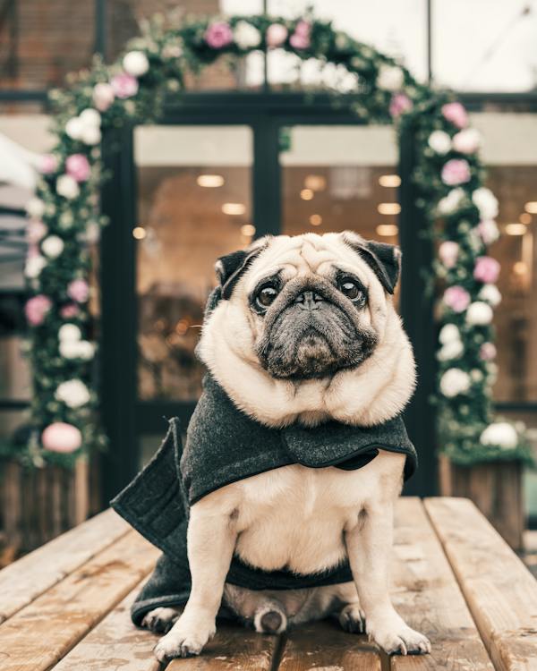 A Wrinkly Pug Sitting in a Wooden Table with Clothes on // Healthier Pets Today