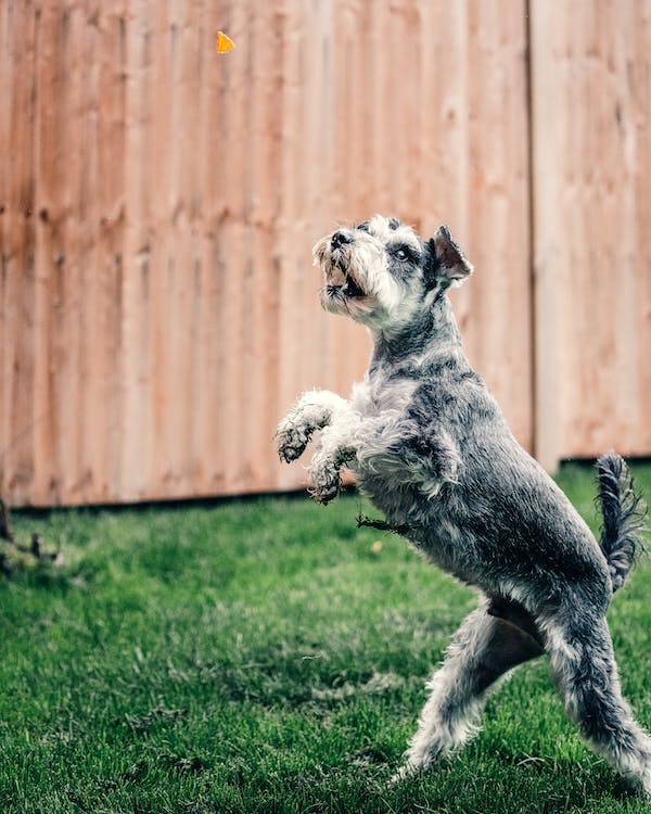White and Gray Small Dog on Green Grass Field // Healthier Pets Today