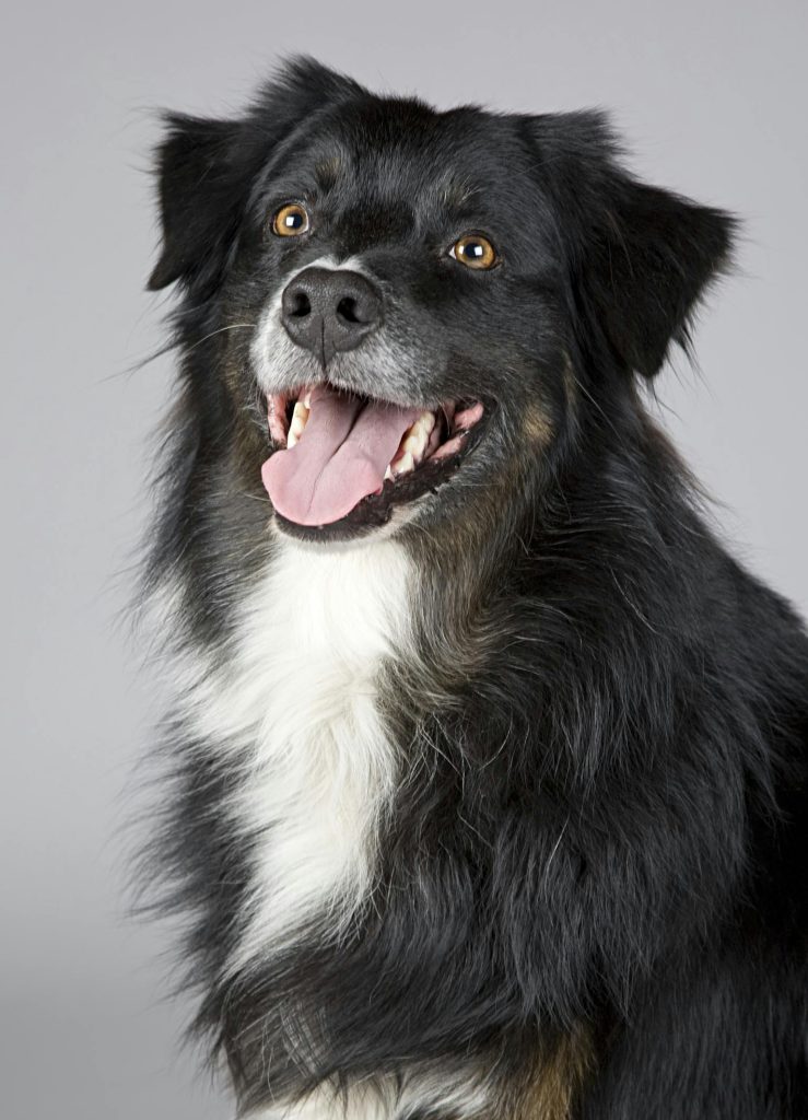 Long-coated White and Black Dog // Healthier Pets Today