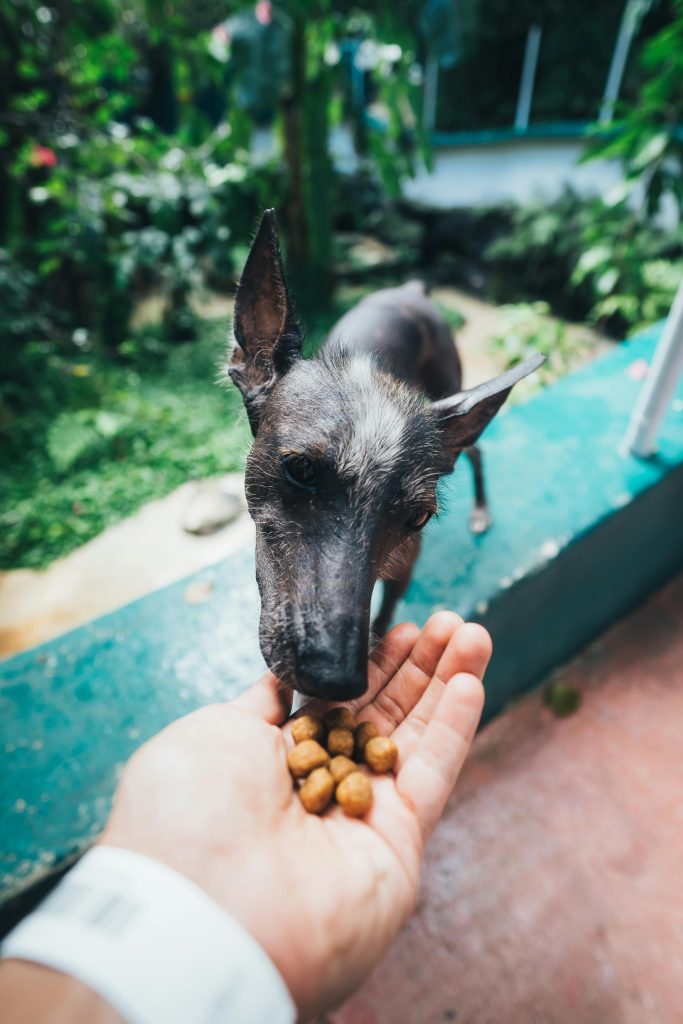 black dog, dog eating food out of someone's hand, blue wall, green garden // Healthier Me Today
