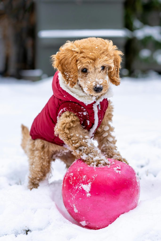 puppy in snow, wearing red jacket, playing with red ball, ground covered in snow // Healthier Pets Today
