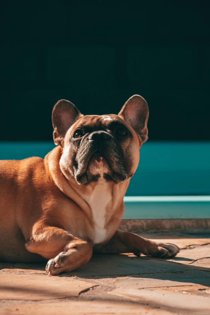 Adorable French Bulldog resting on poolside // Healthier Pets Today