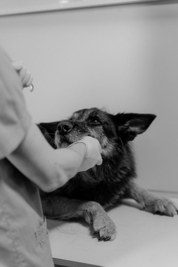 A Dog Getting Check Up by a Veterinarian // Healthier Pets Today