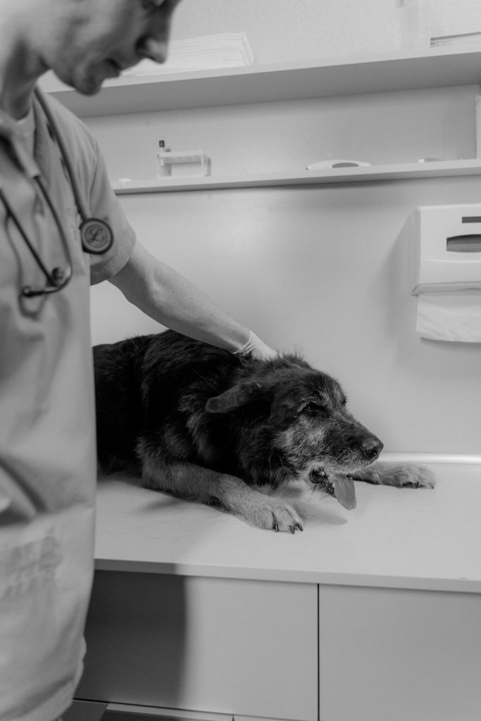A Veterinarian Treating a Senior Dog // Healthier Pets Today 