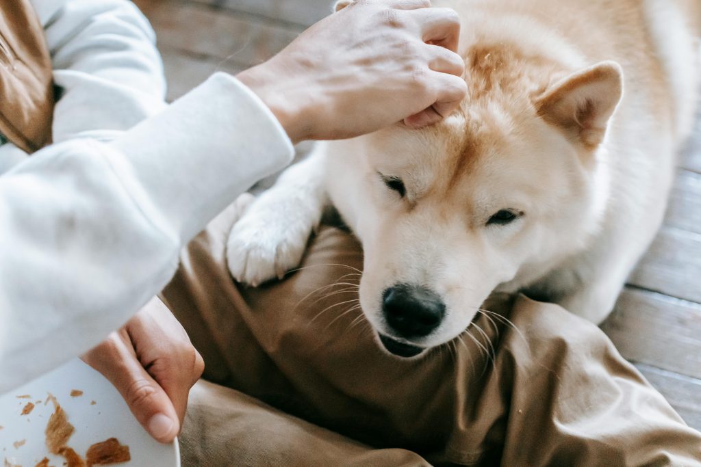 Adorable dog lying on floor with muzzle on knees of anonymous owner // Healthier Pets Today